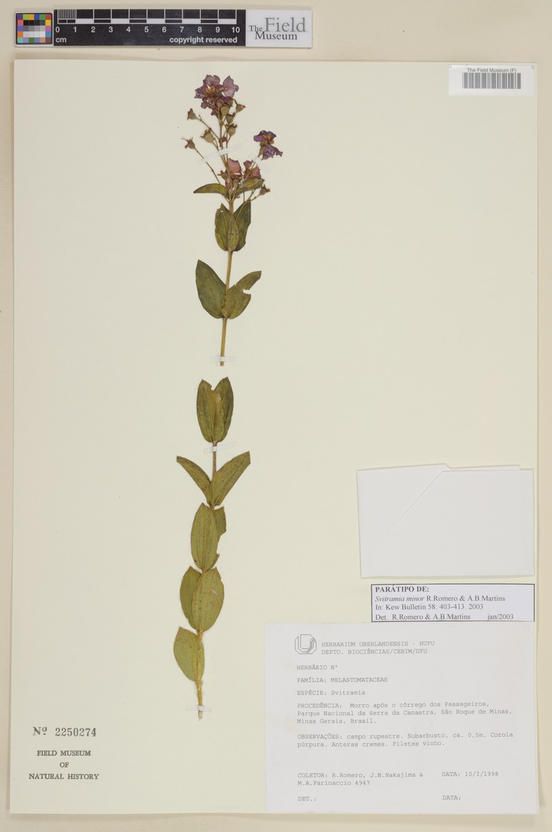 Pleroma minus