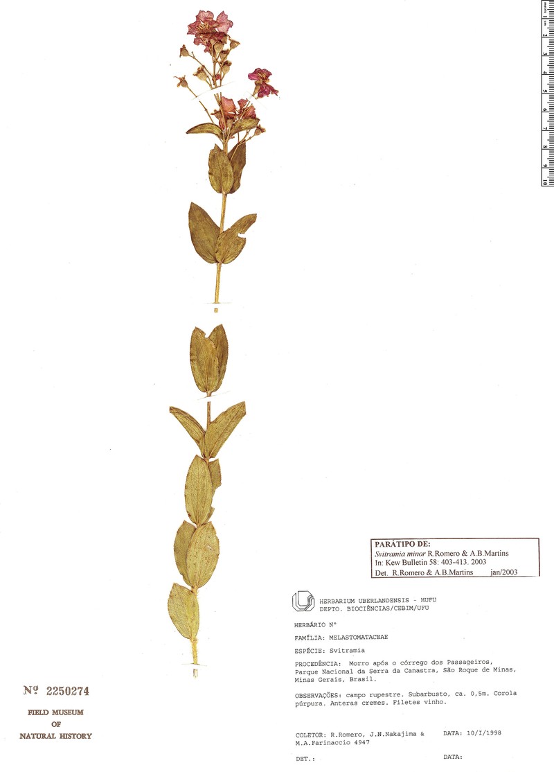 Pleroma minus photo 2