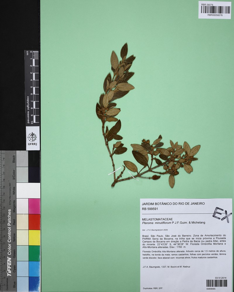 Pleroma minutiflorum