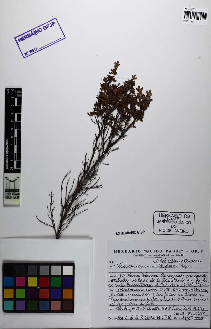 Pleroma minutiflorum photo 2