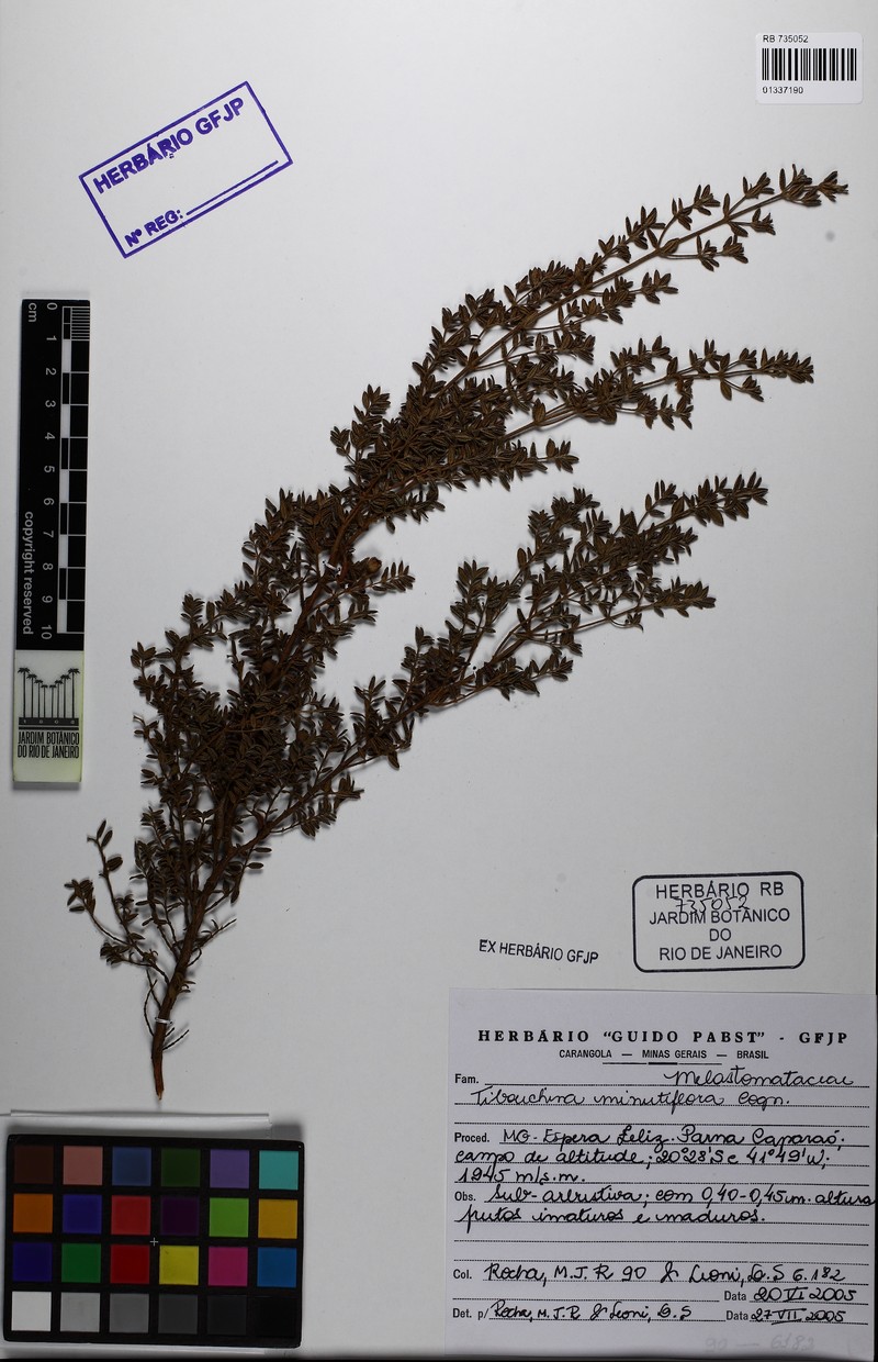 Pleroma minutiflorum photo 3