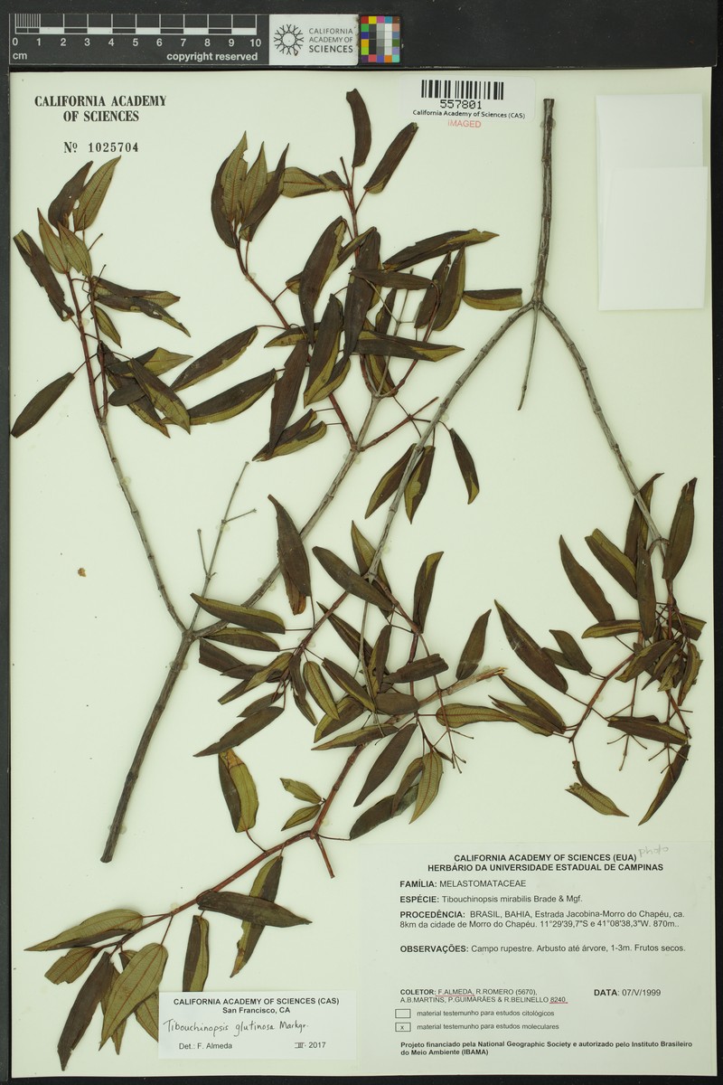 Pleroma mirabile photo 2