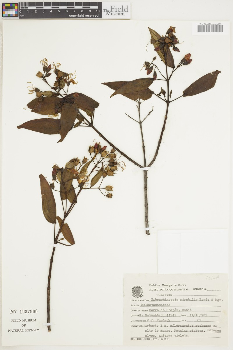 Pleroma mirabile photo 3