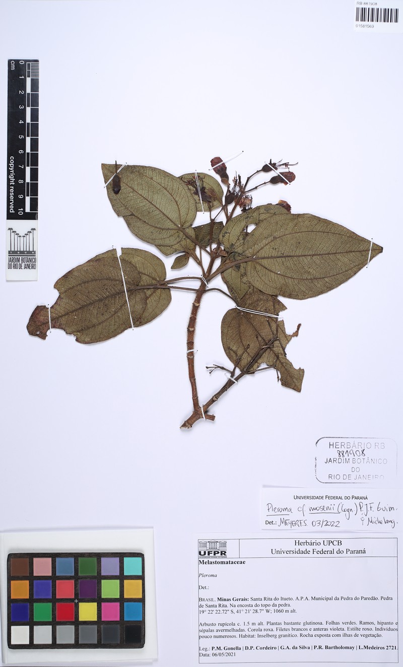 Pleroma mosenii