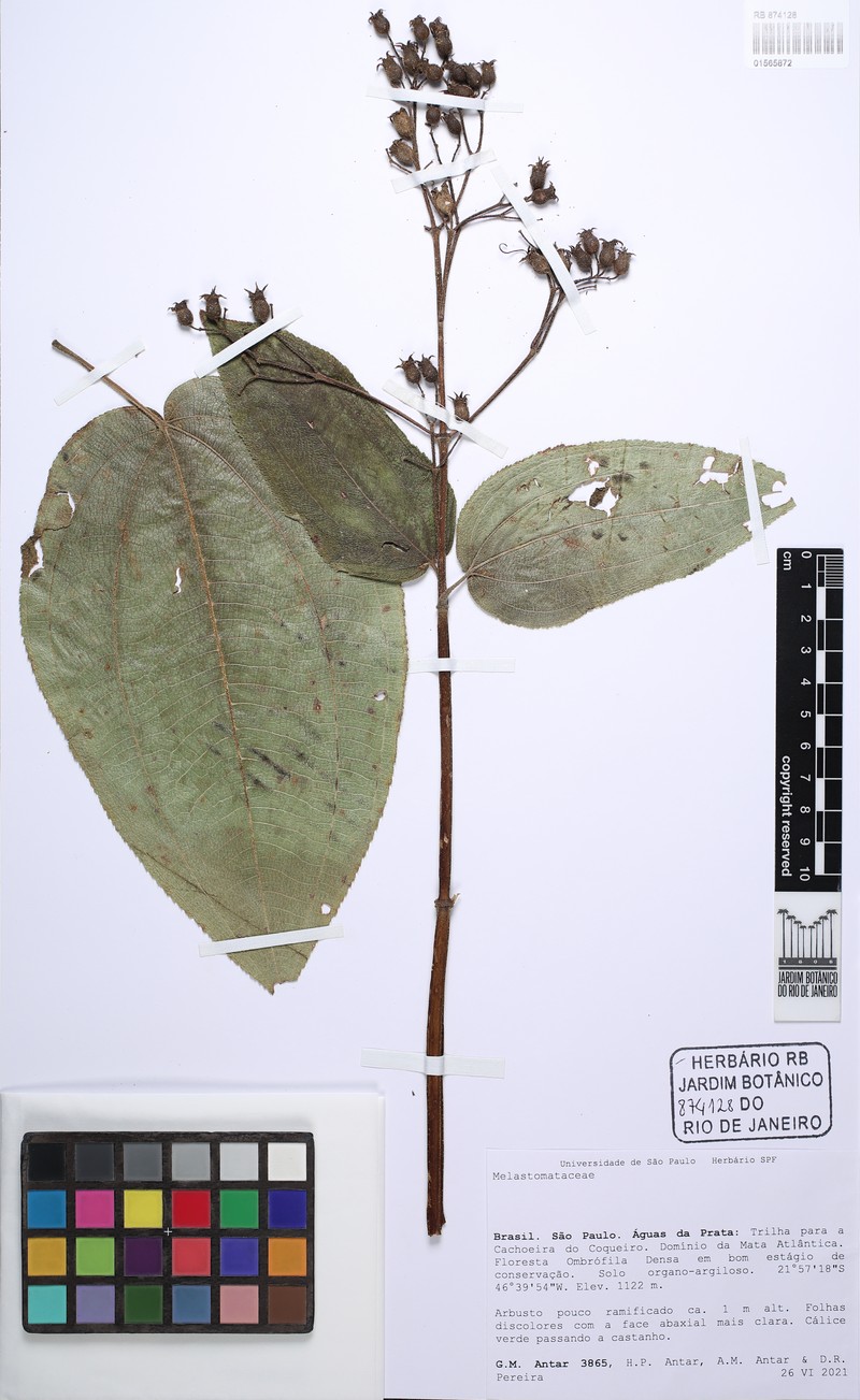 Pleroma mosenii photo 2