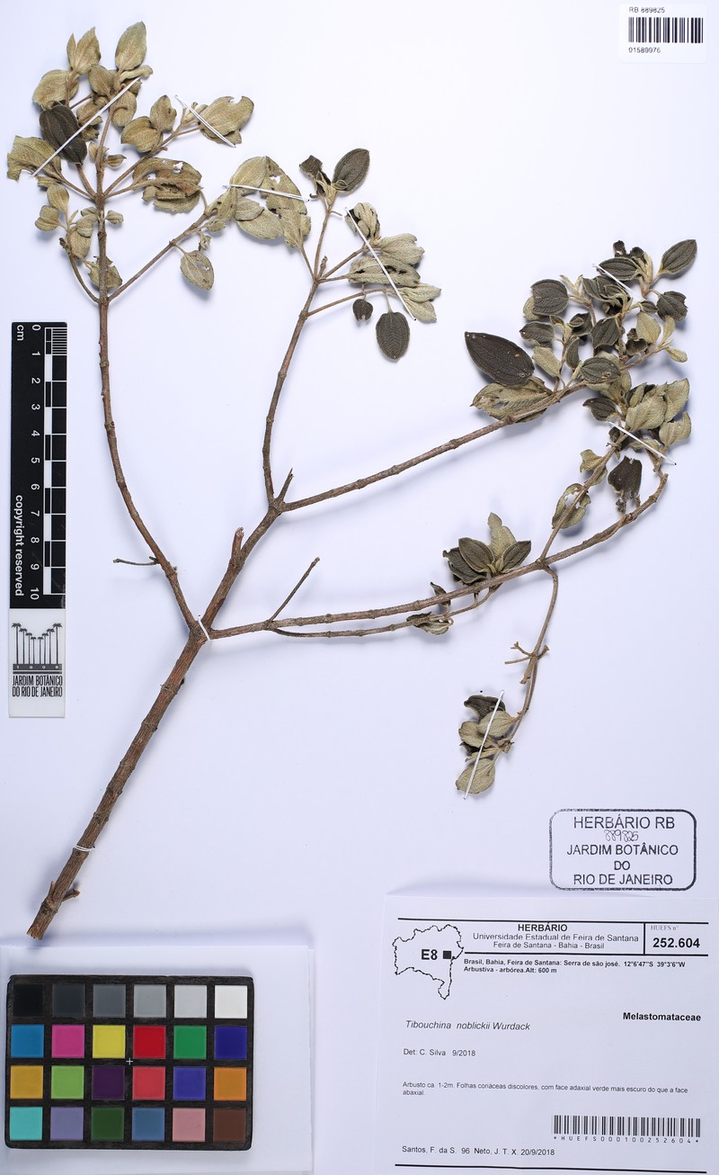 Pleroma noblickii