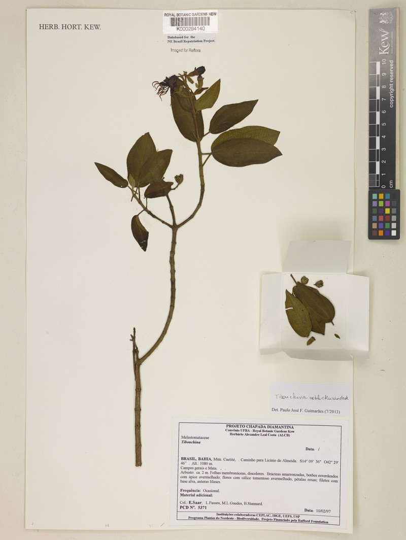 Pleroma noblickii photo 2