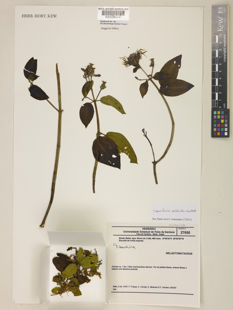 Pleroma noblickii photo 3