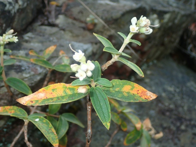 Pleroma nodosum