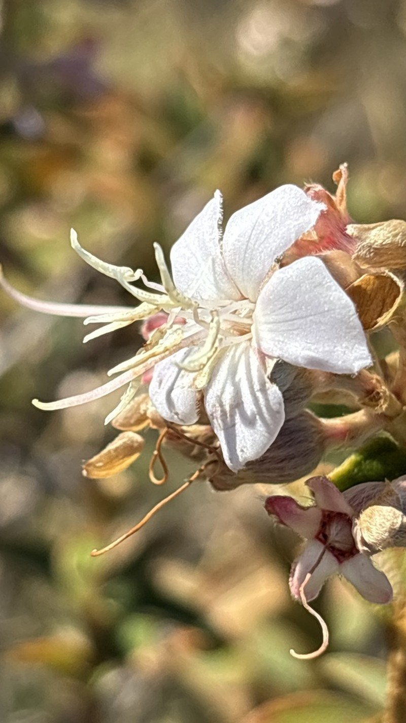 Pleroma nodosum photo 2