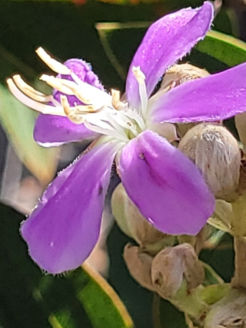Pleroma nodosum photo 3
