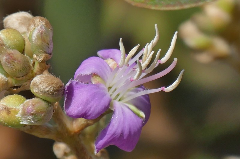 Pleroma nodosum photo 5