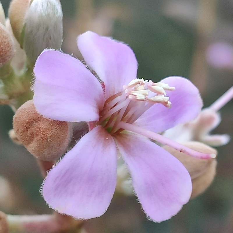 Pleroma nodosum photo 6