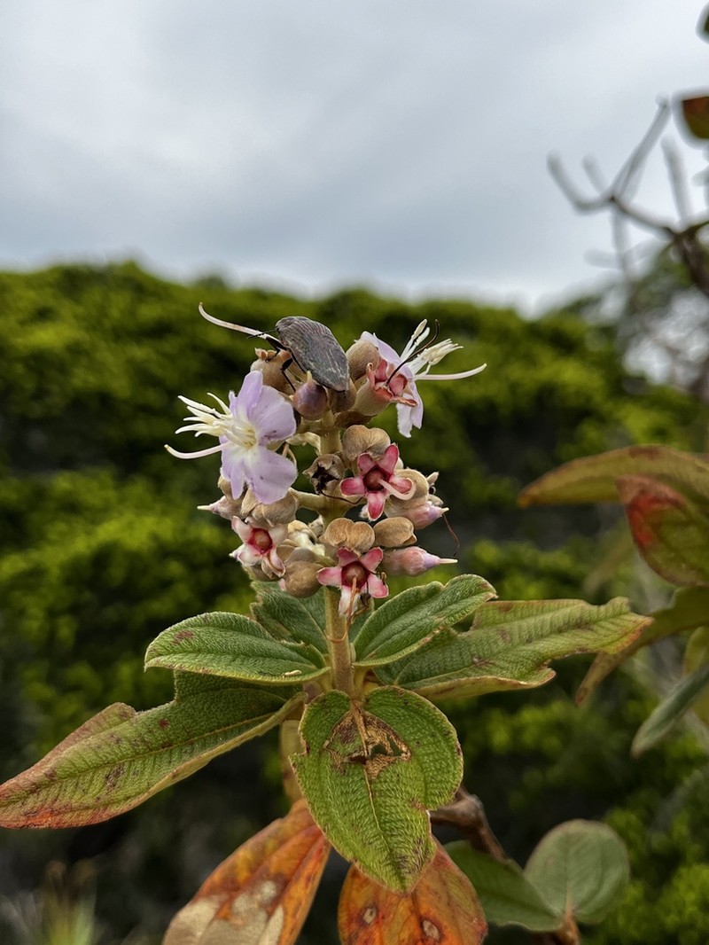 Pleroma nodosum photo 7