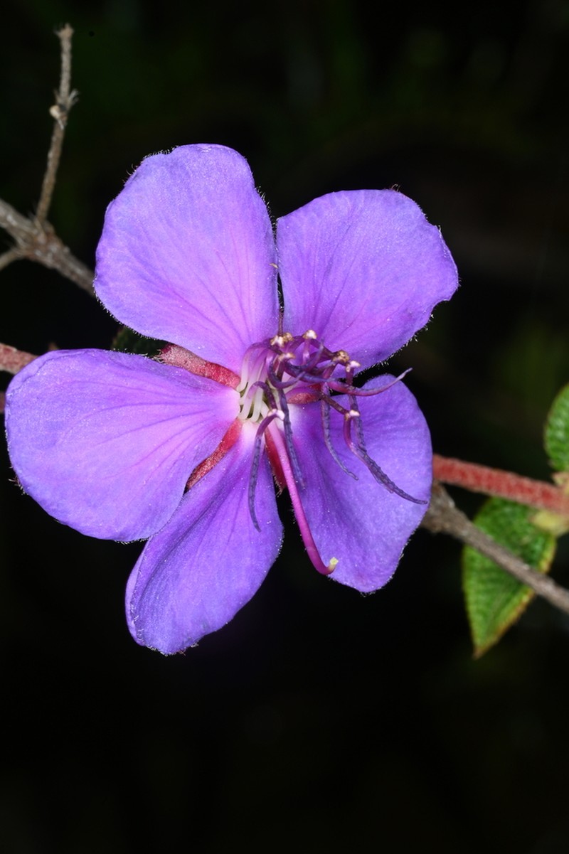 Pleroma oreophilum