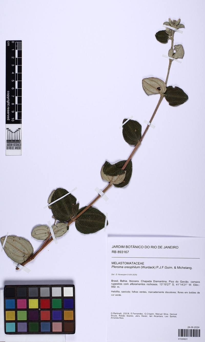Pleroma oreophilum photo 2