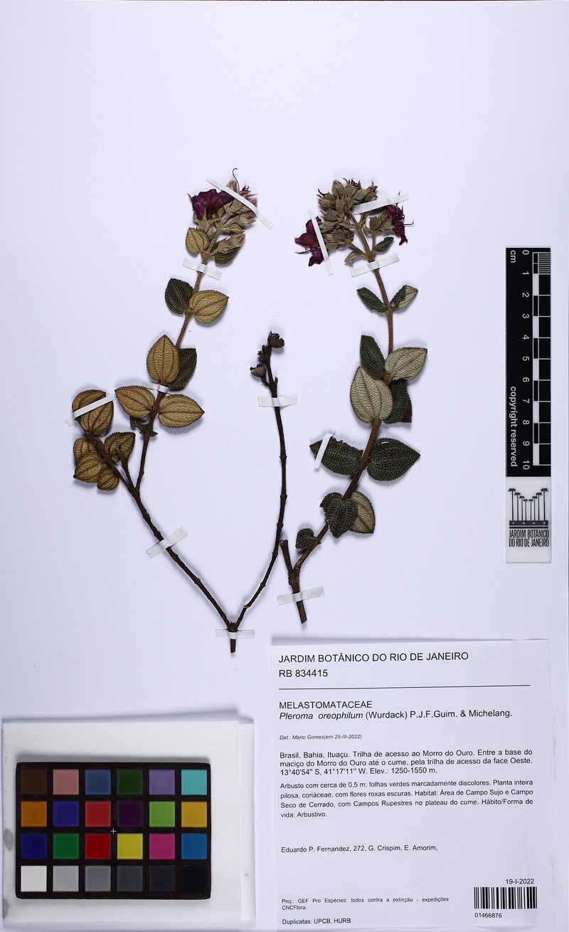 Pleroma oreophilum photo 3