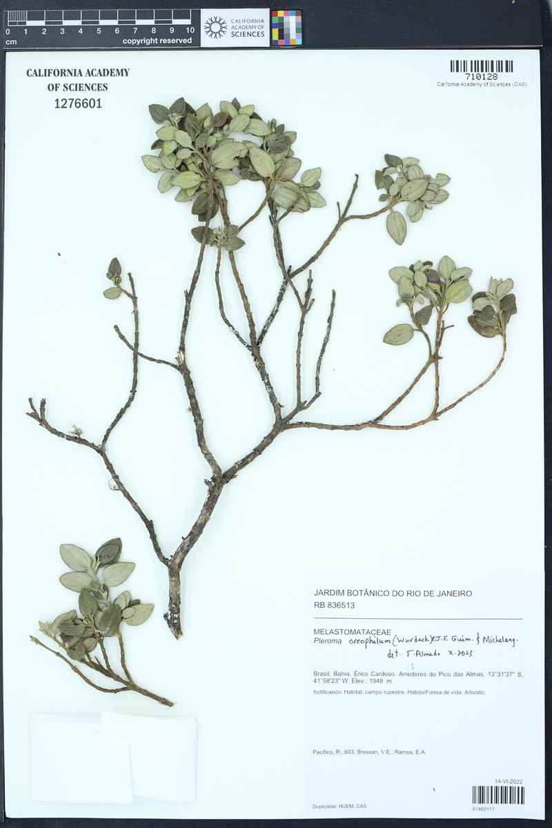 Pleroma oreophilum photo 4