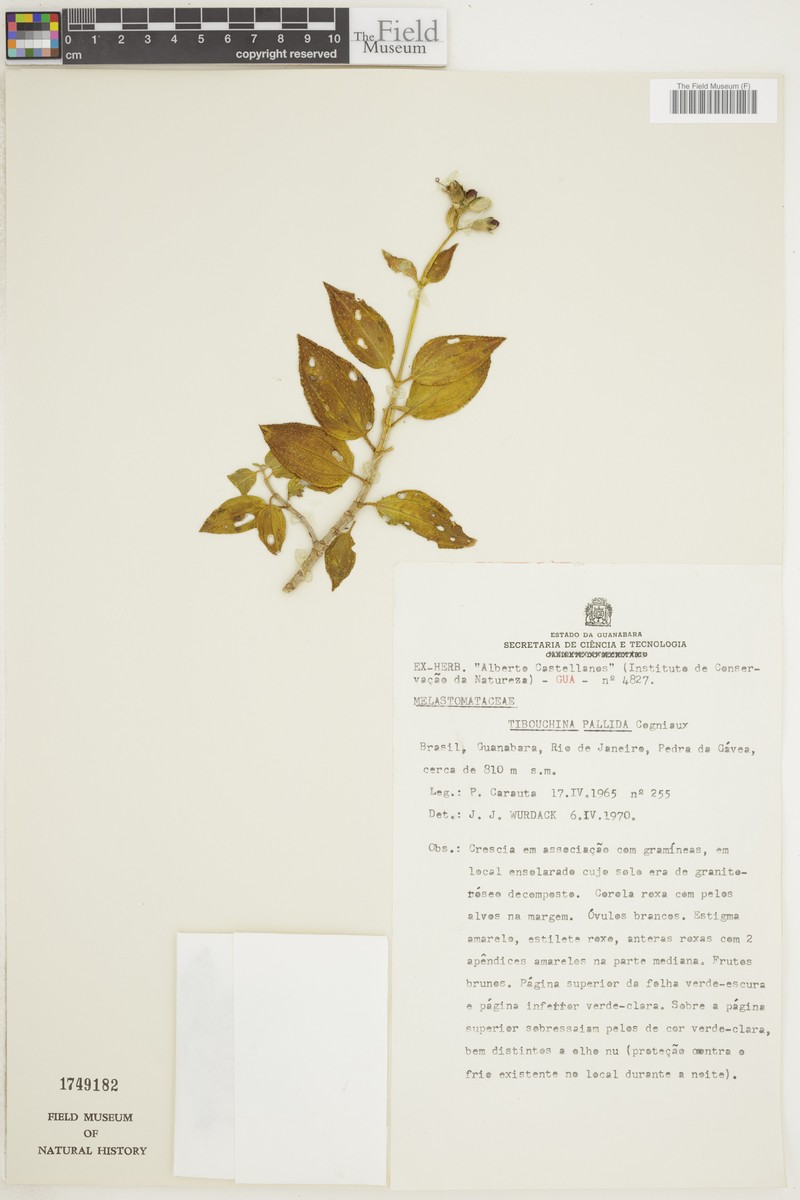 Pleroma pallidum