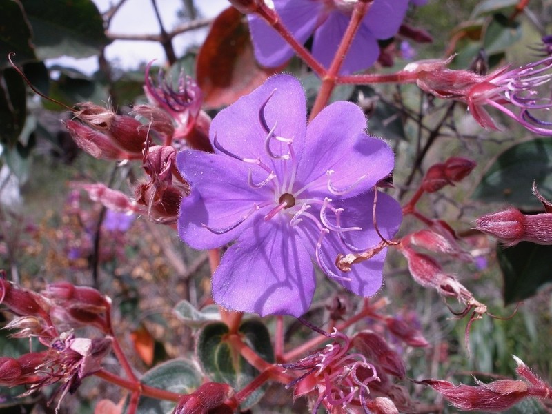 Pleroma pereirae photo 2