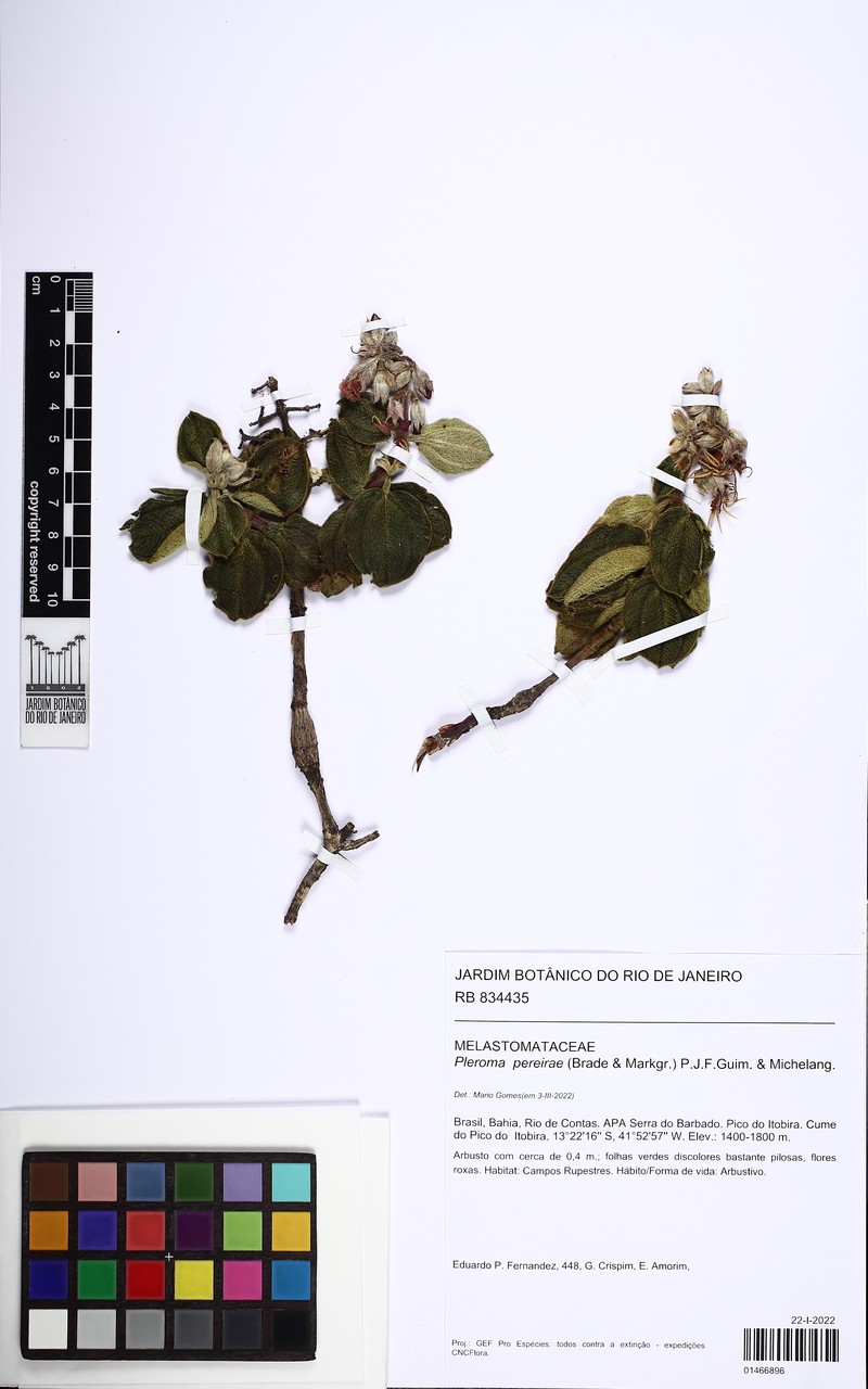 Pleroma pereirae photo 4