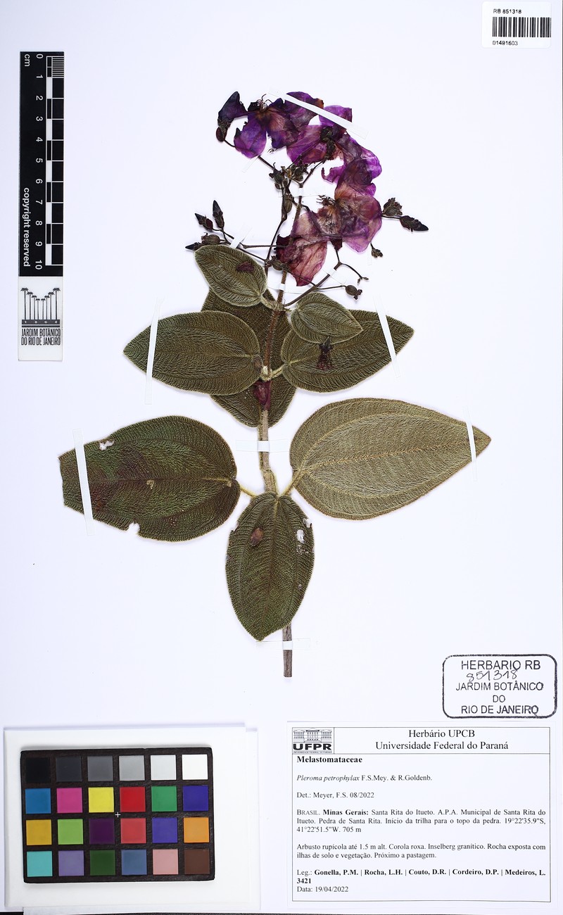 Pleroma petrophylax