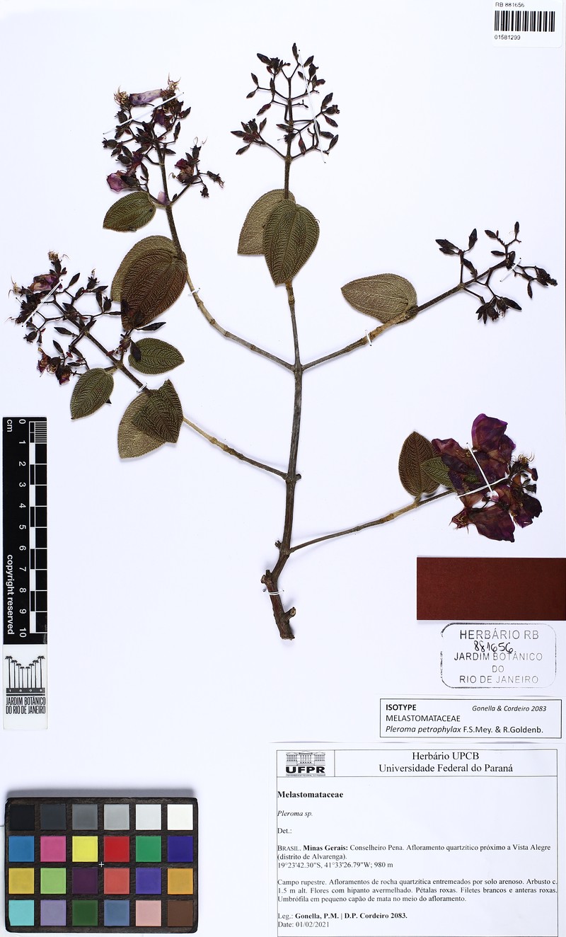 Pleroma petrophylax photo 3