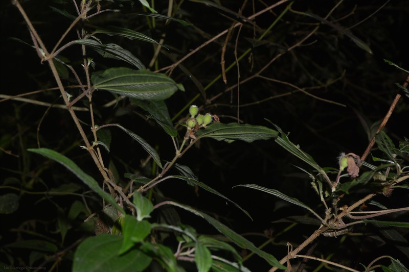 Pleroma pilosum photo 2