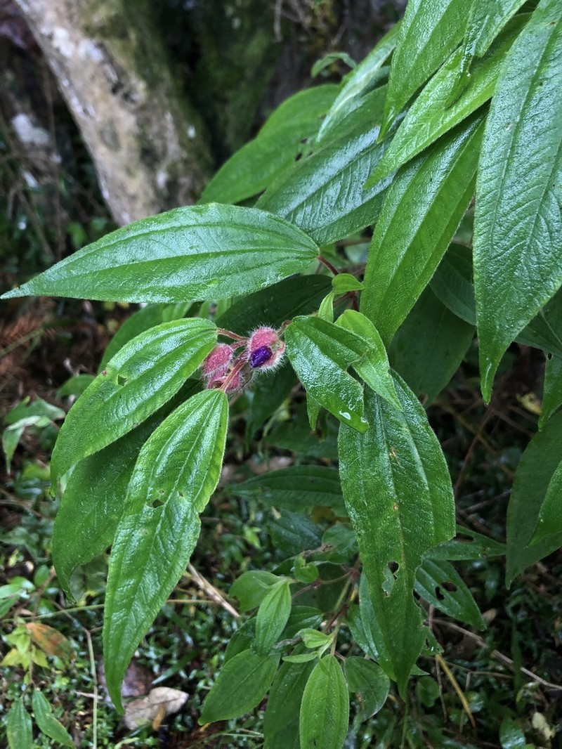 Pleroma pilosum photo 3