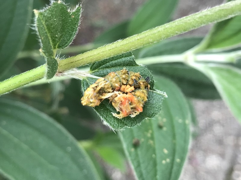Pleroma pilosum photo 5
