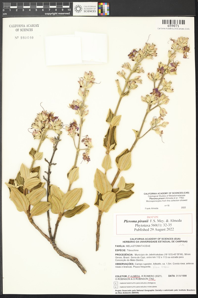 Pleroma piranii