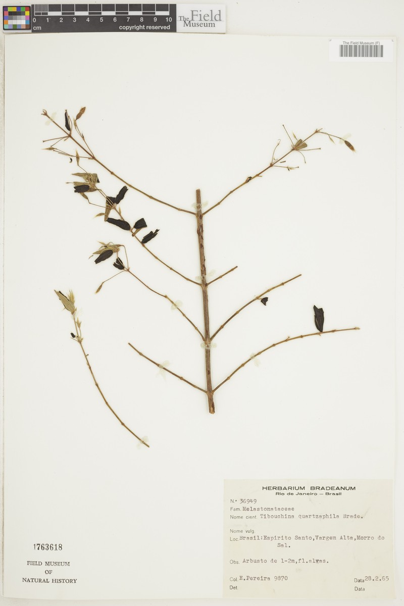 Pleroma quartzophilum photo 2