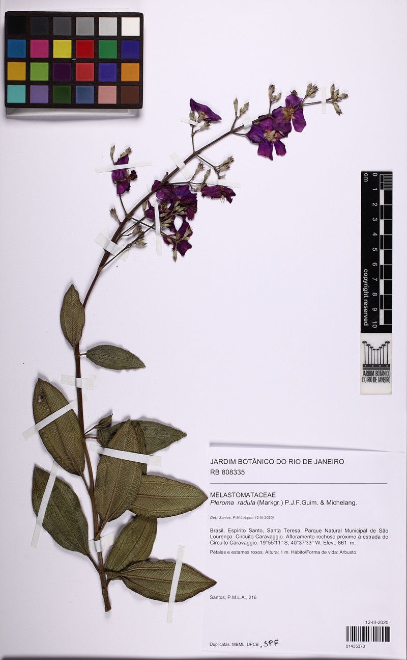 Pleroma radula