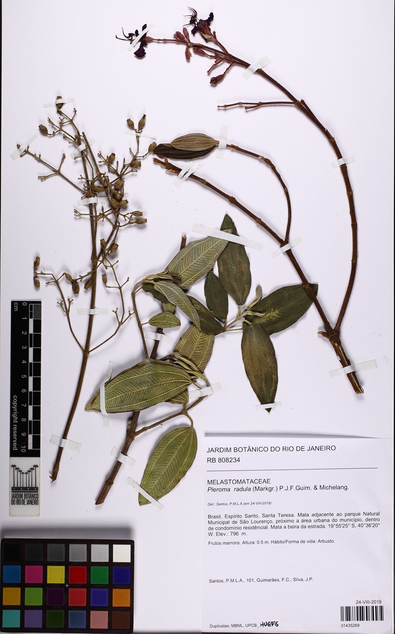 Pleroma radula photo 2