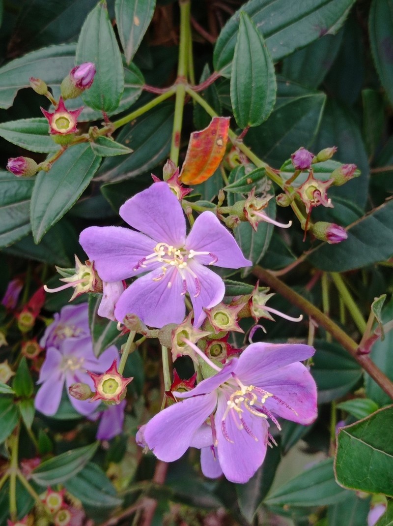 Pleroma ramboi photo 3