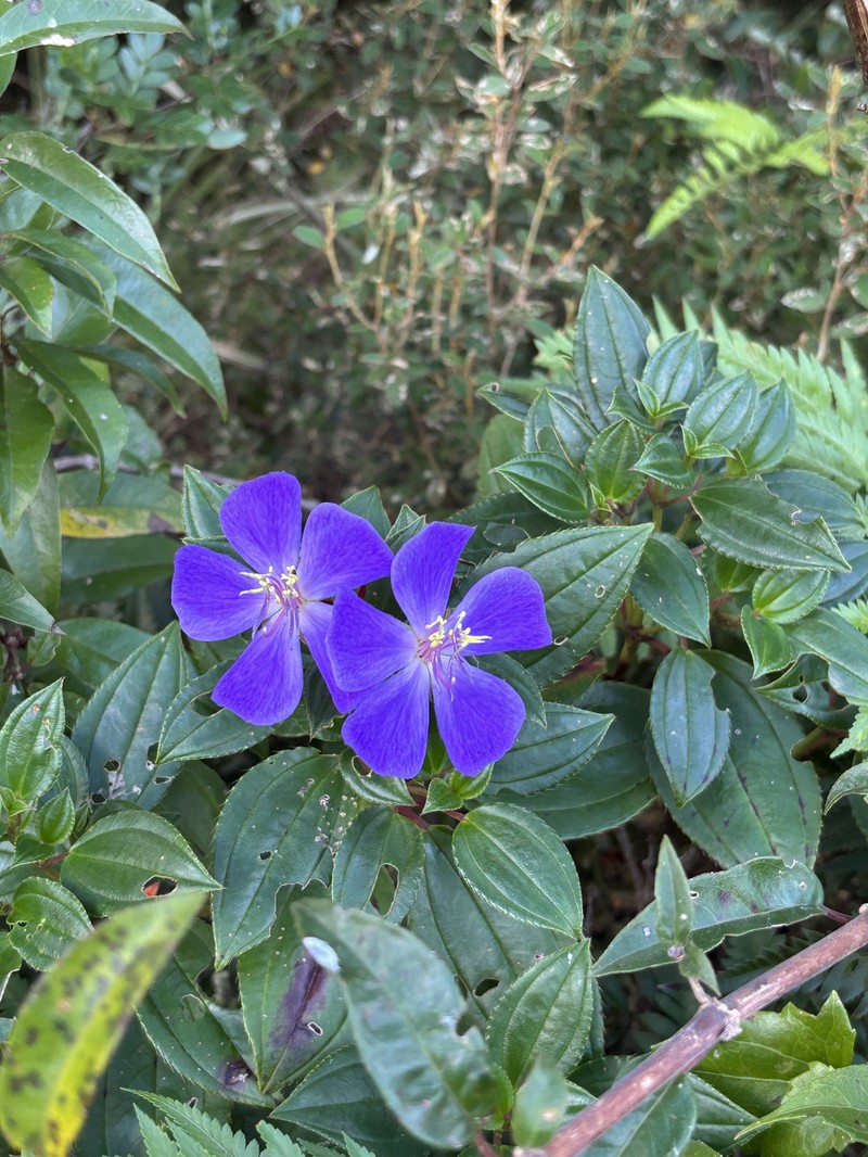 Pleroma ramboi photo 4