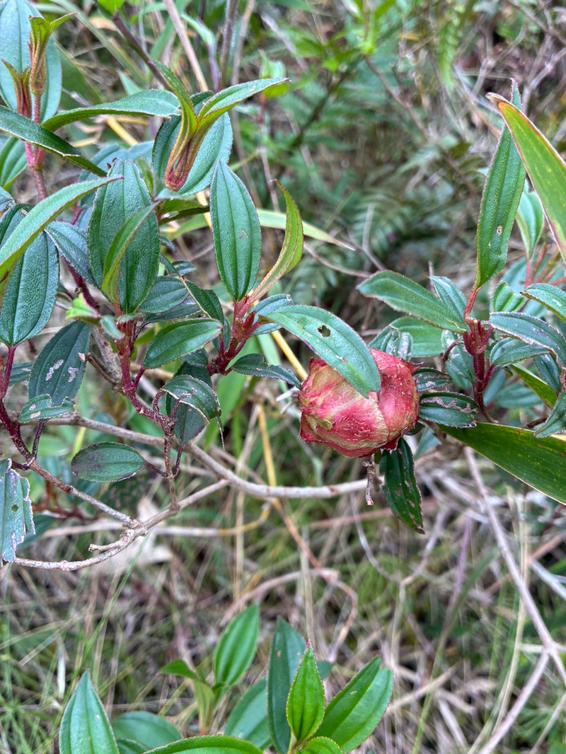 Pleroma reitzii photo 3