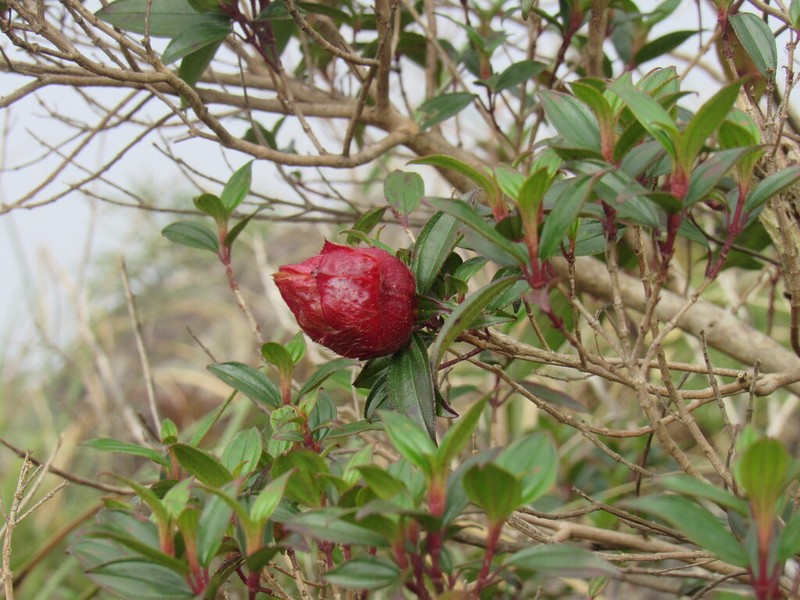 Pleroma reitzii photo 6