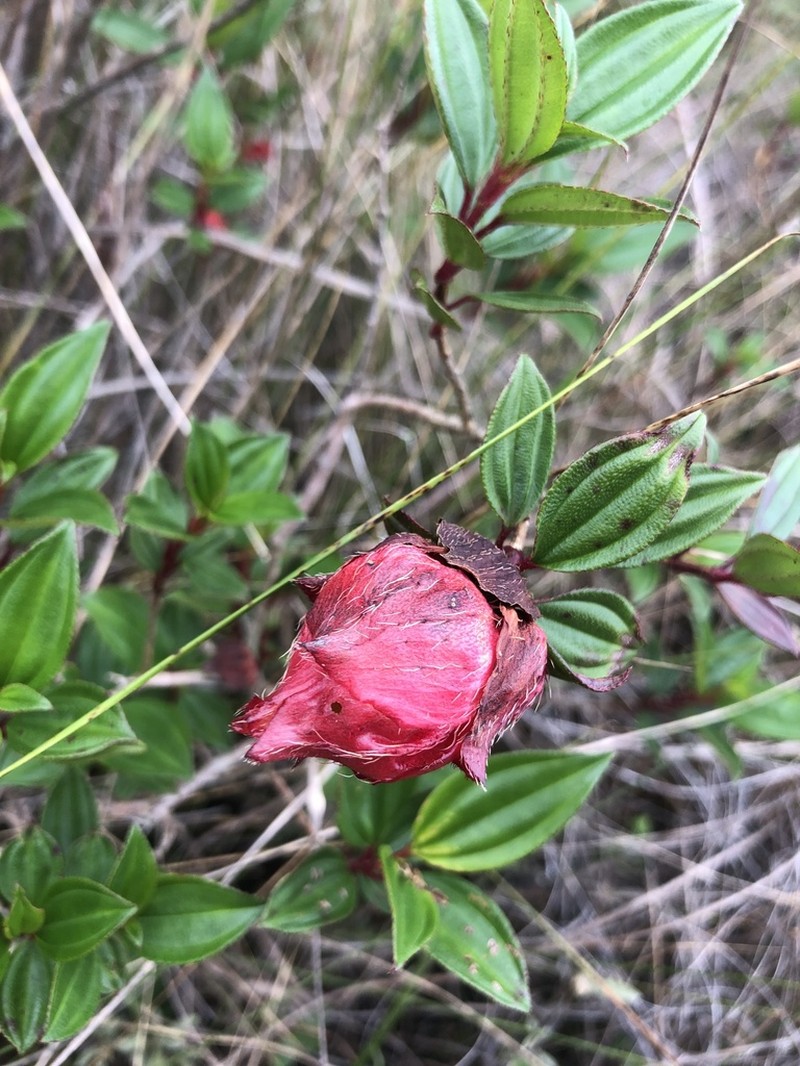 Pleroma reitzii photo 8