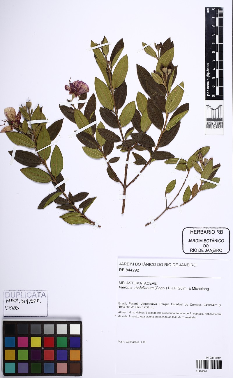 Pleroma riedelianum