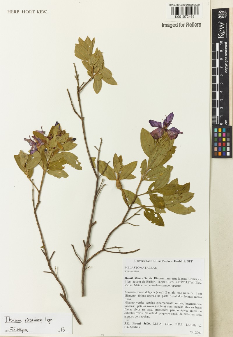 Pleroma riedelianum photo 2