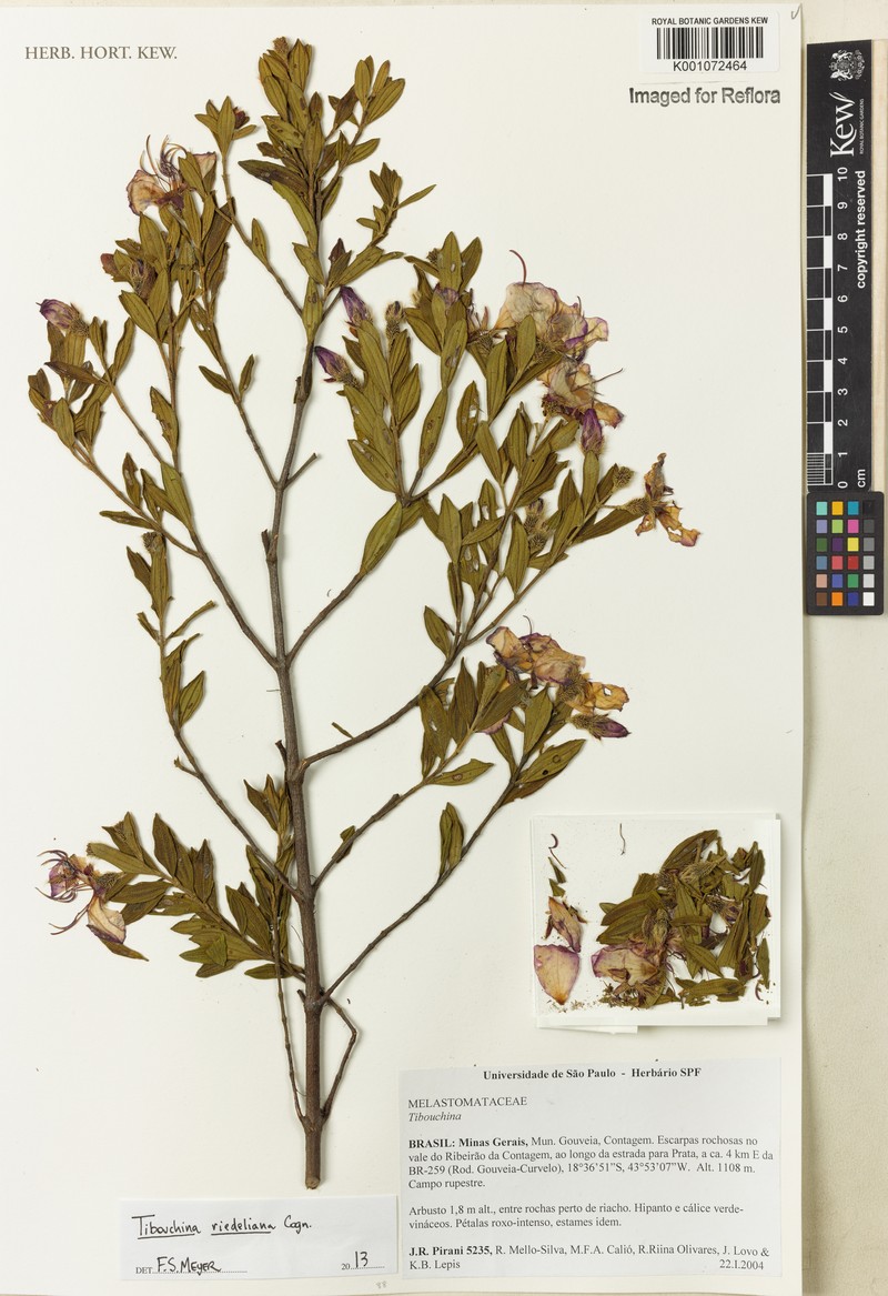 Pleroma riedelianum photo 3