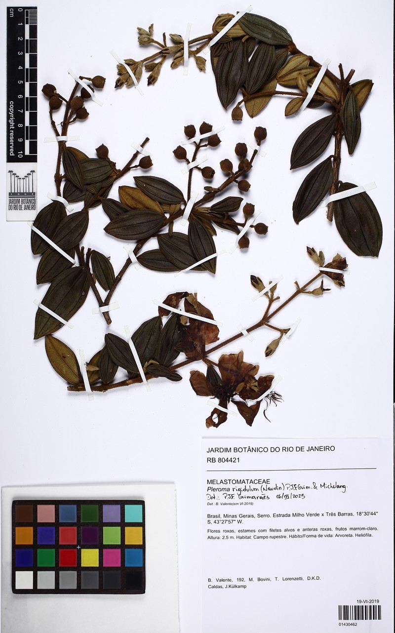 Pleroma rigidulum