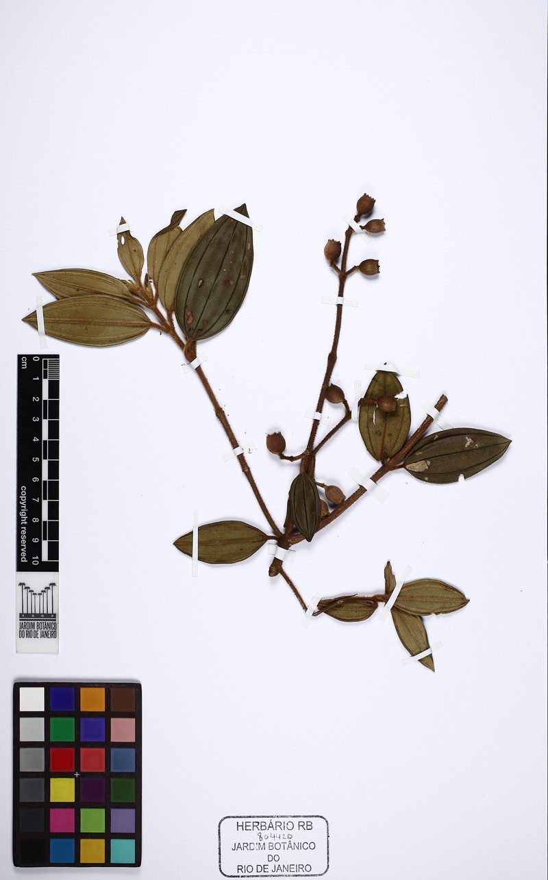 Pleroma rigidulum photo 2