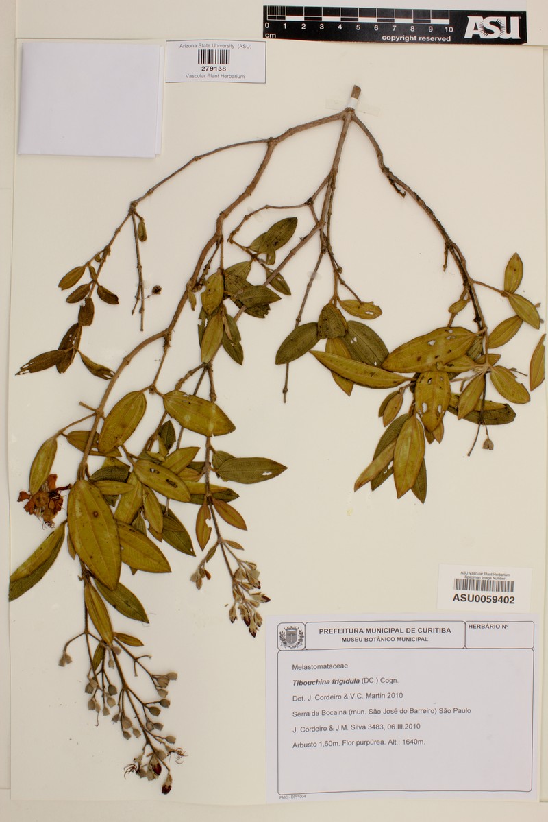 Pleroma rigidulum photo 3
