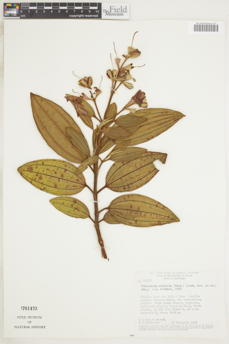 Pleroma rigidulum photo 4