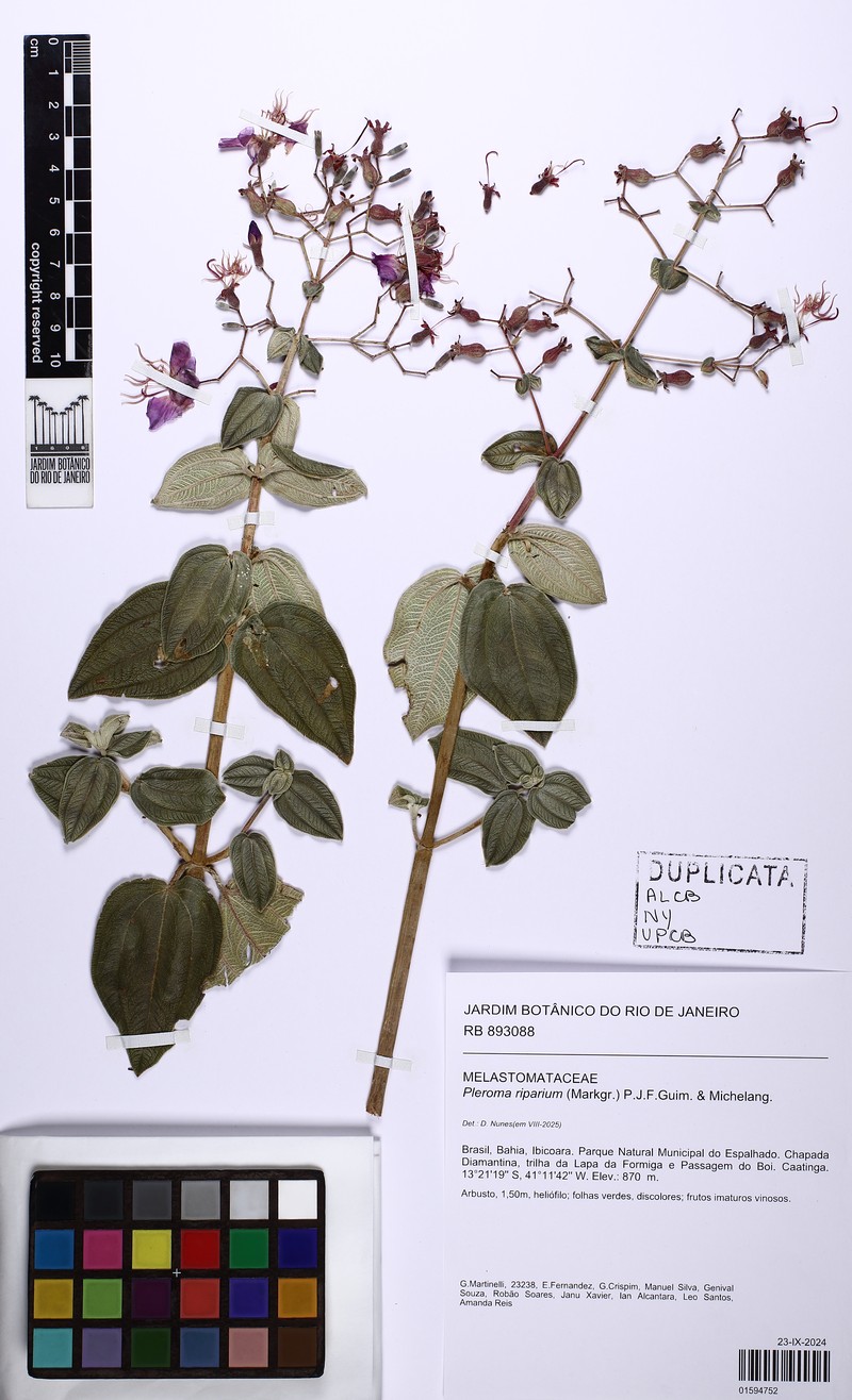 Pleroma riparium