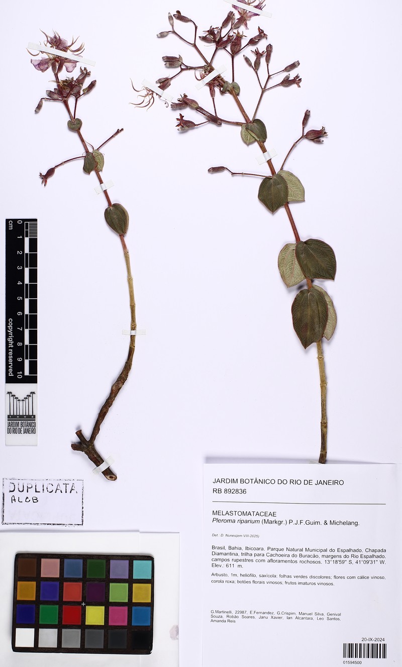 Pleroma riparium photo 2