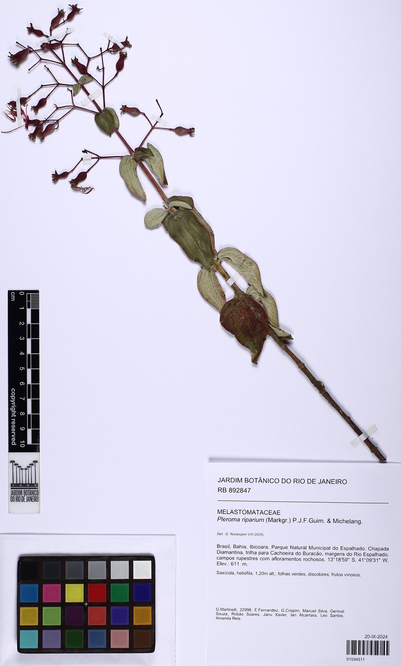 Pleroma riparium photo 3