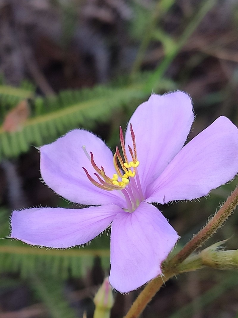 Pleroma robustum